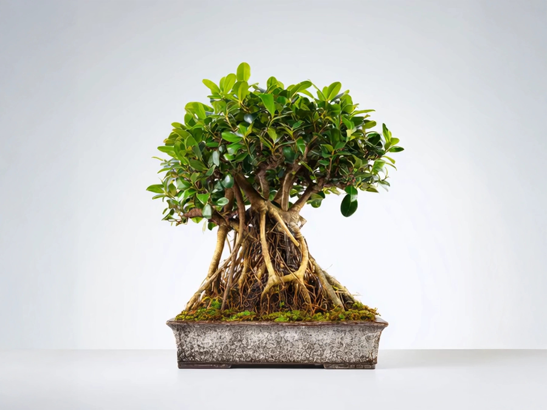 Ficus Tree Plant