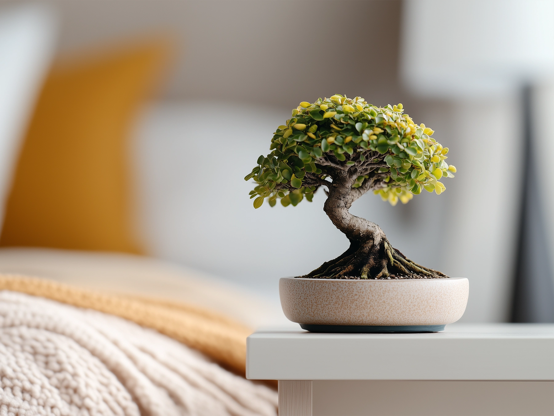 What are the benefits of a bonsai tree