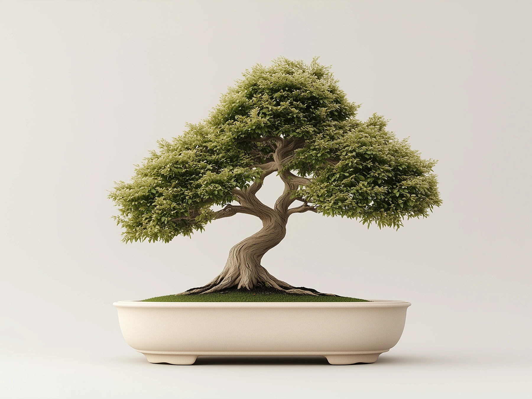 What is special about a bonsai tree