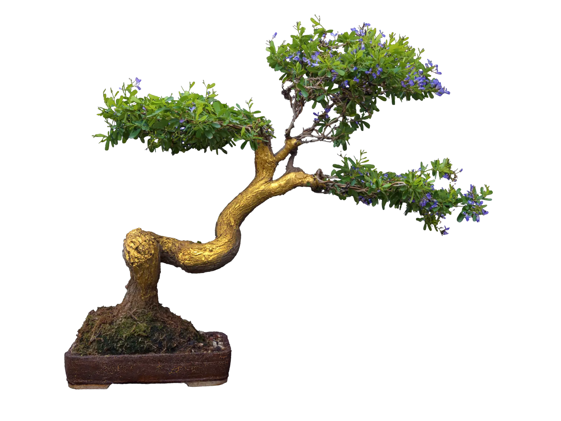 Azure Wind Gold