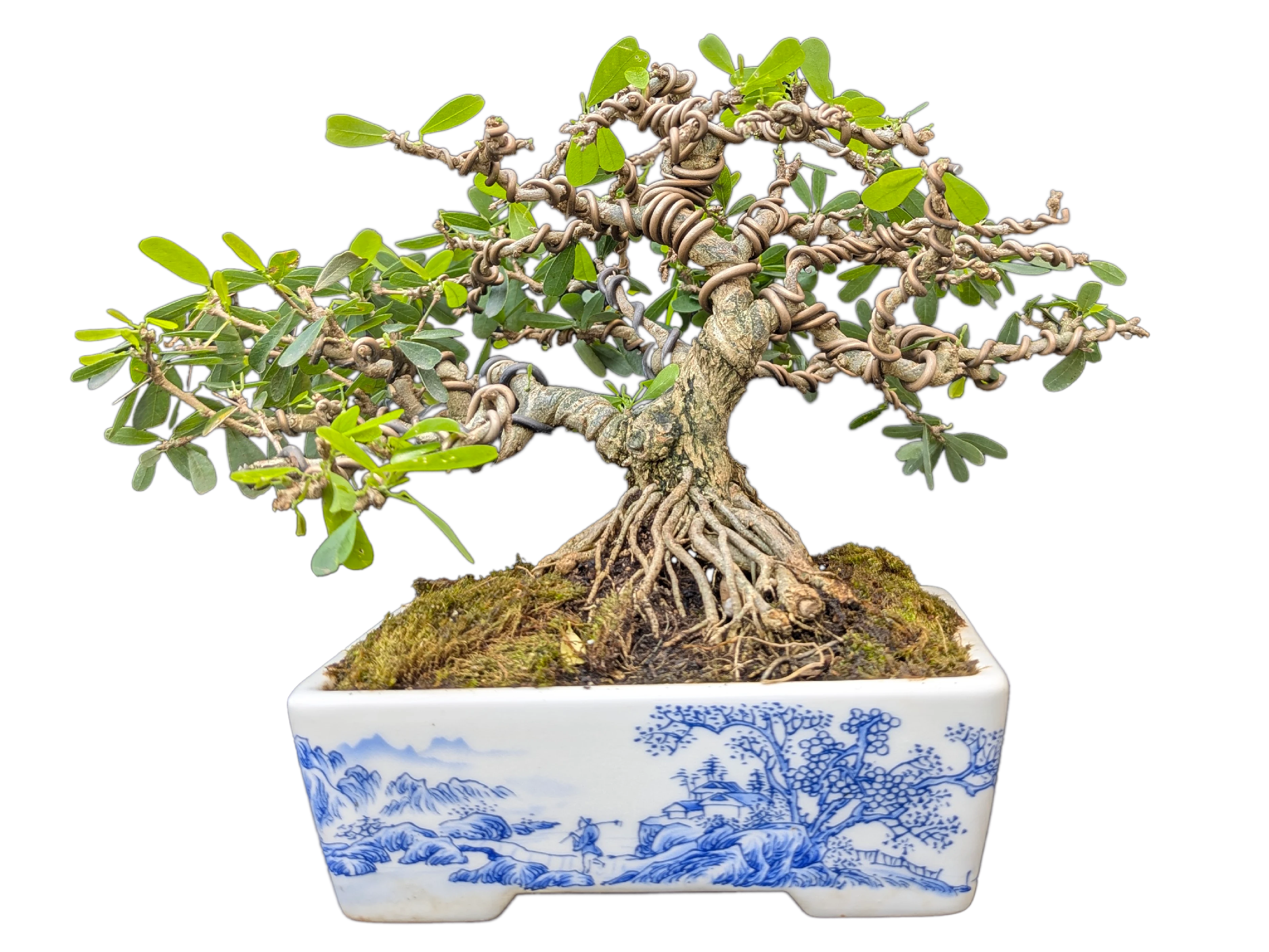 Blue Roots of Rebirth