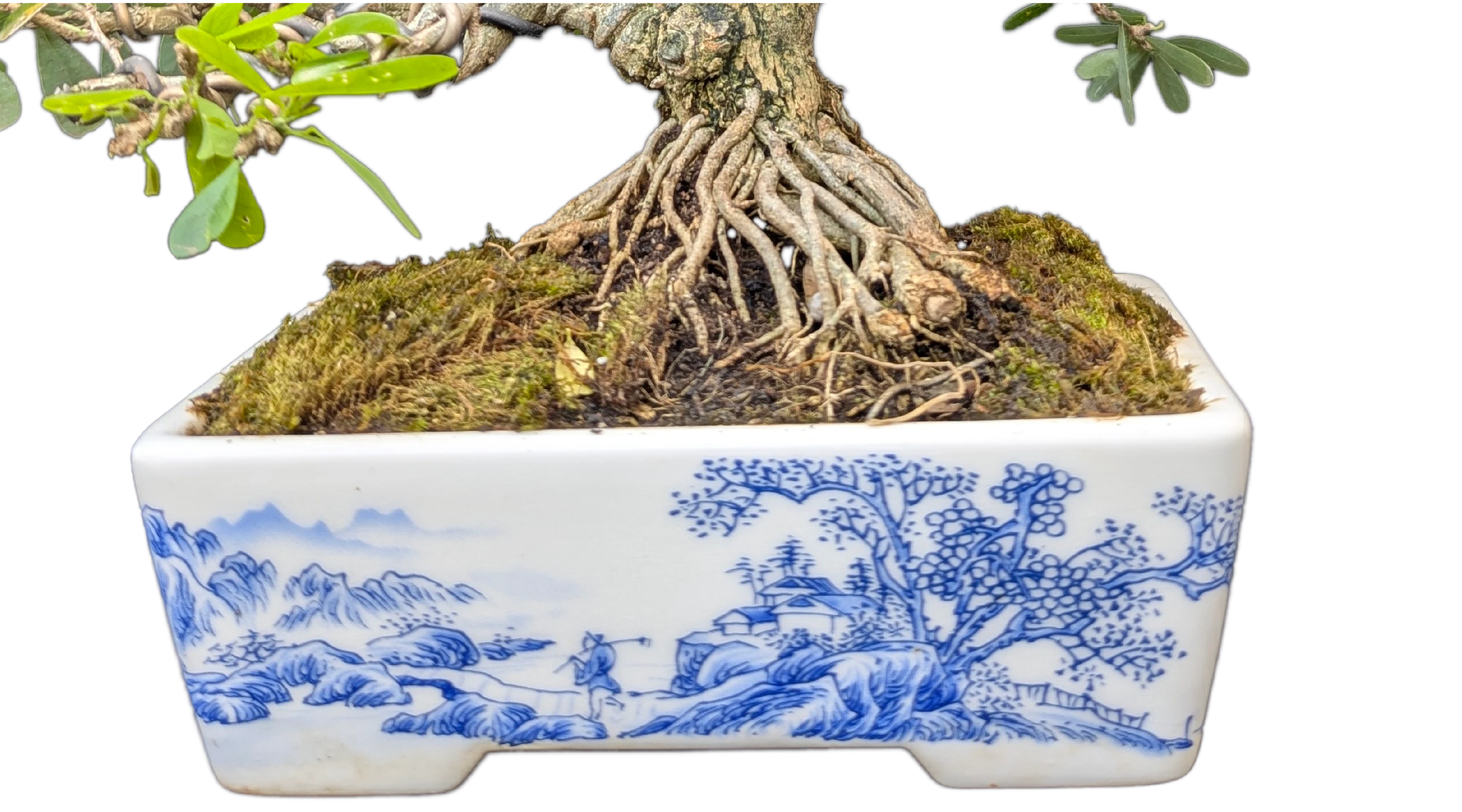 Blue Roots of Rebirth