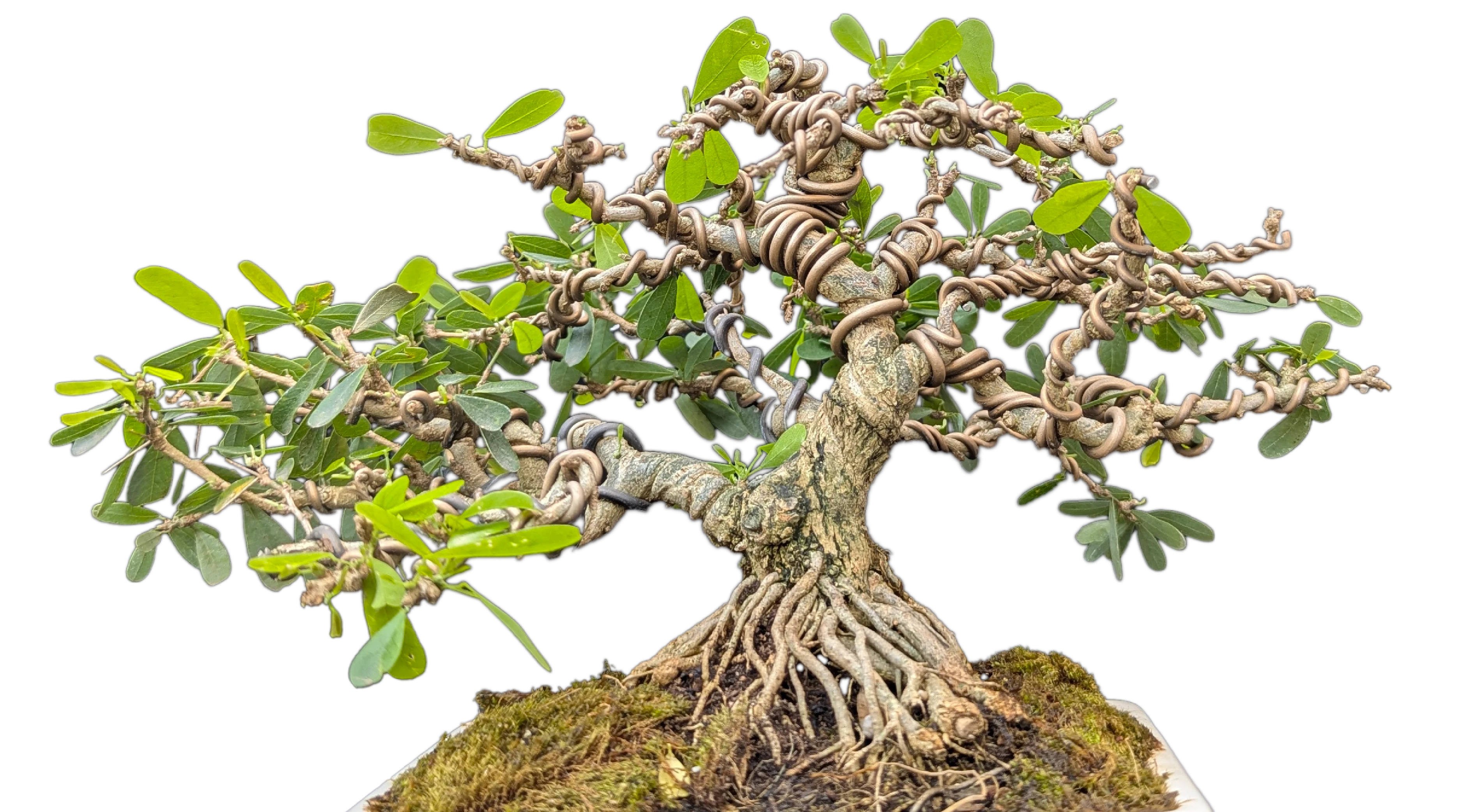Blue Roots of Rebirth