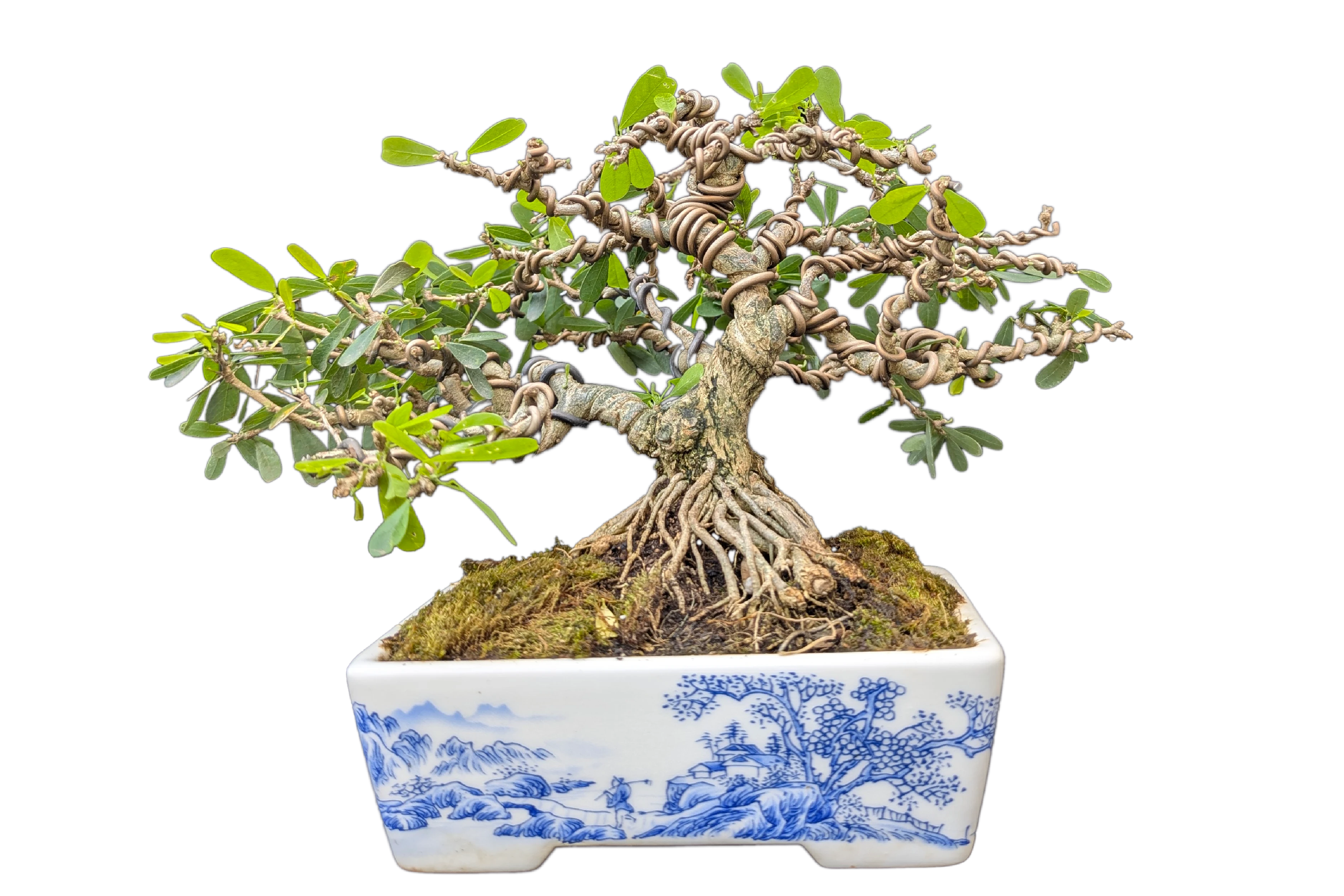 Blue Roots of Rebirth