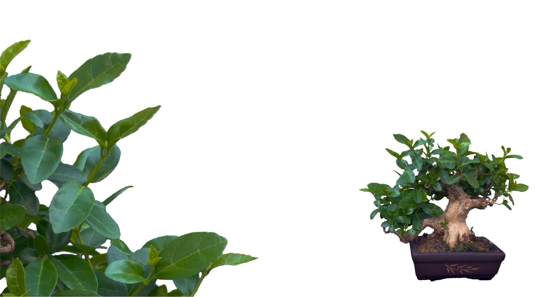 Droow Image