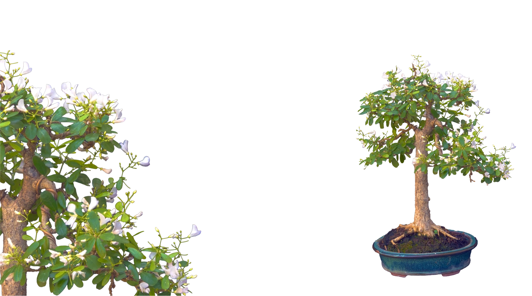 Droow Image