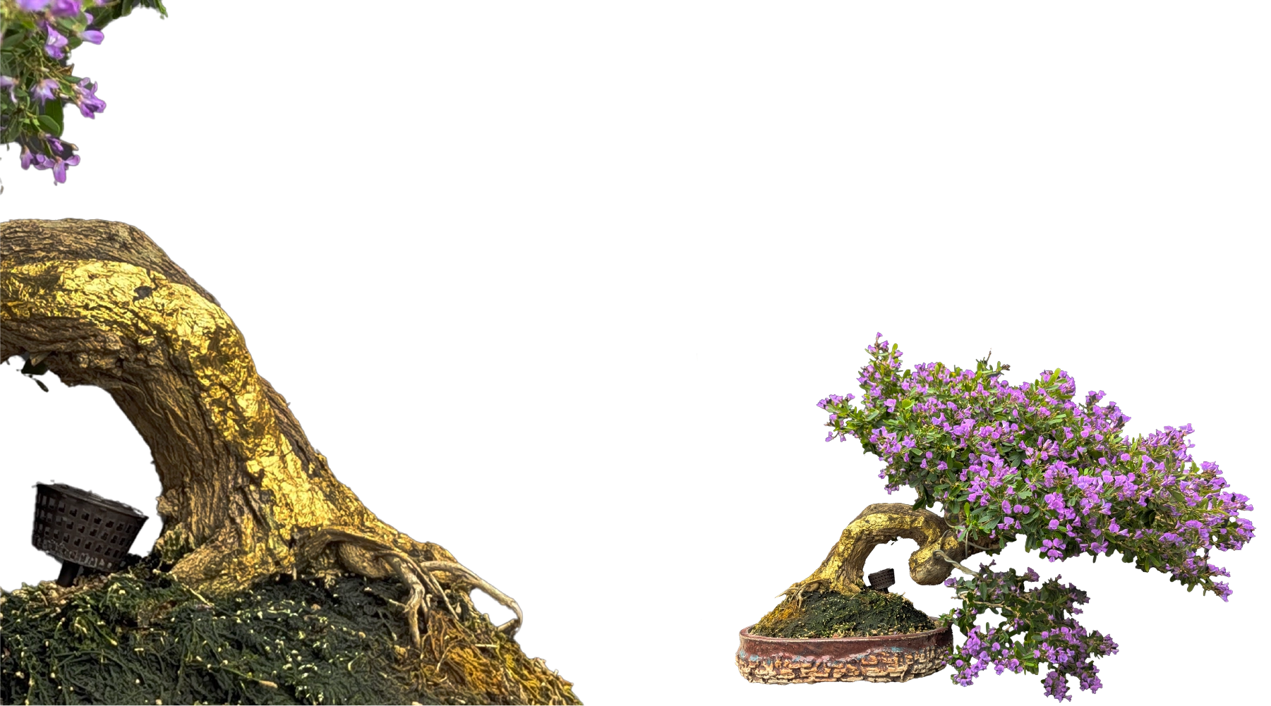Droow Image