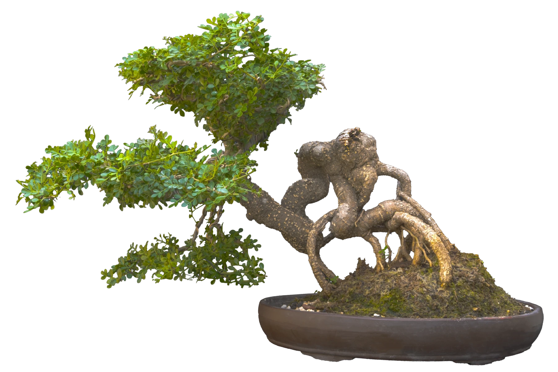Wind Shadow Root Spirit