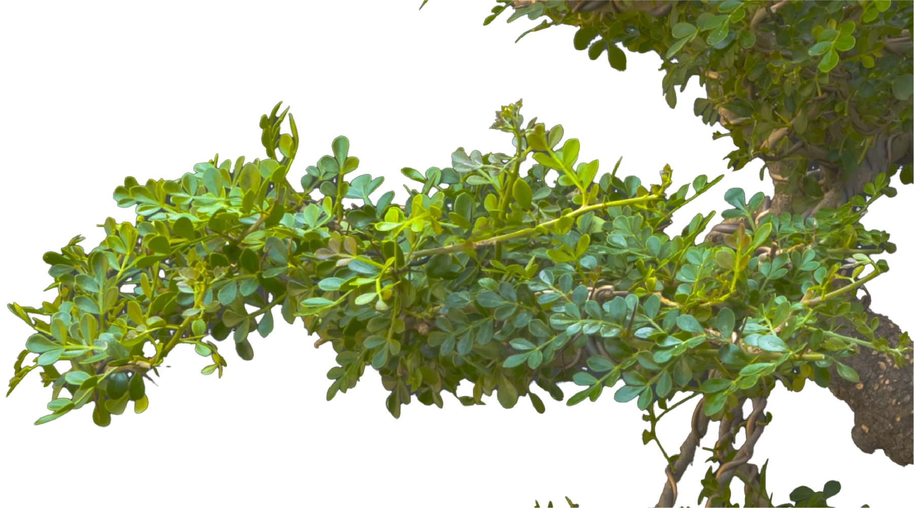 Wind Shadow Root Spirit