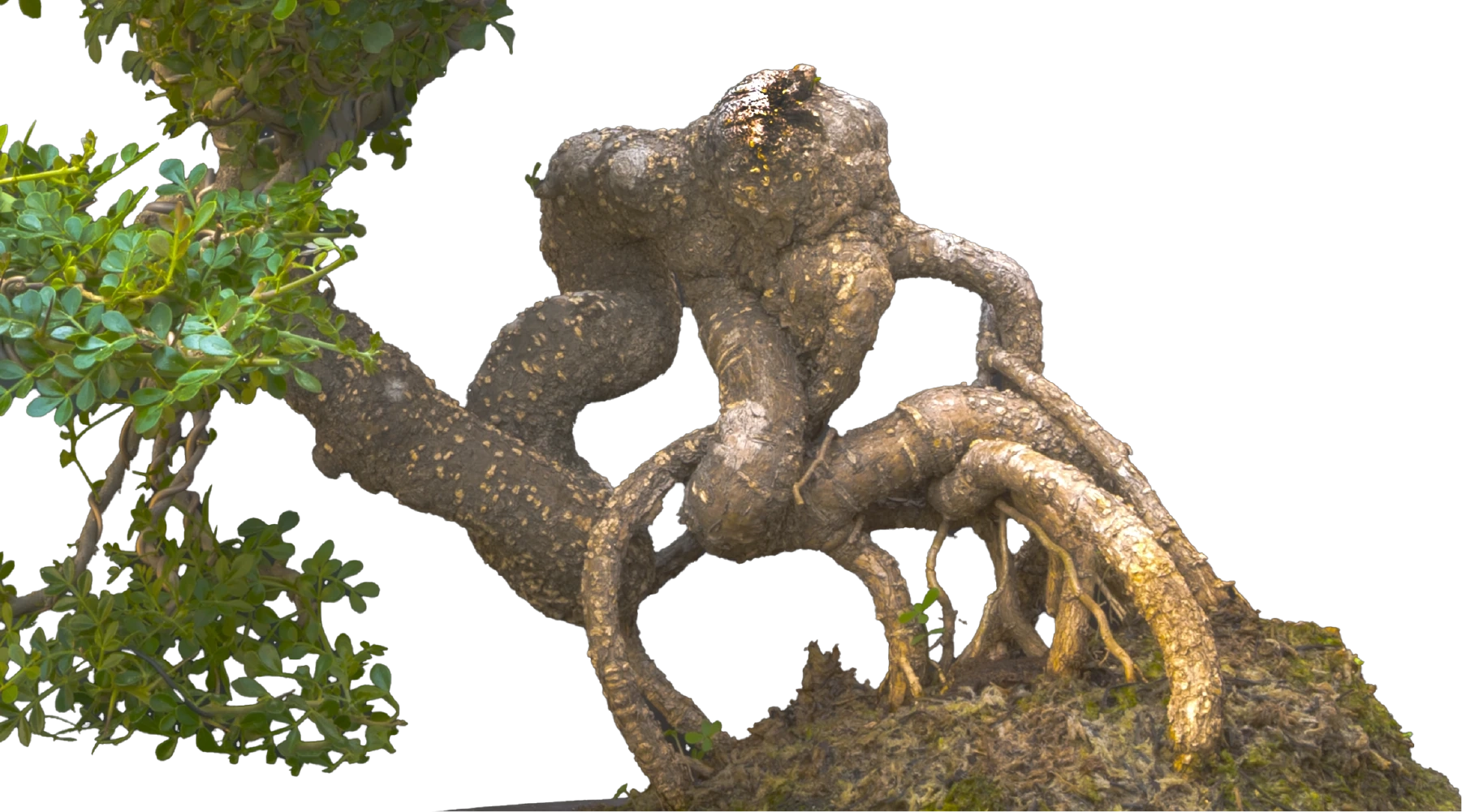 Wind Shadow Root Spirit
