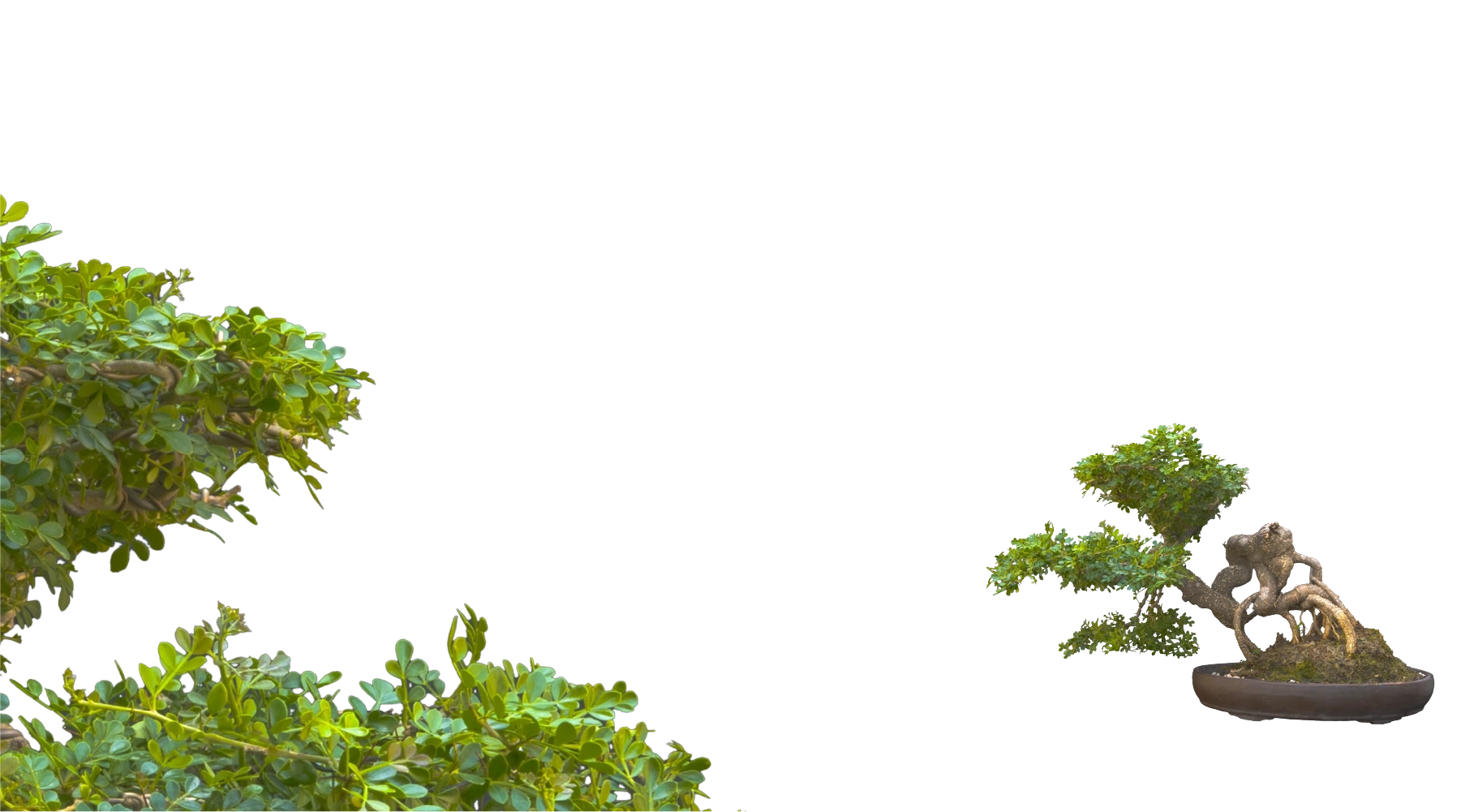 Droow Image